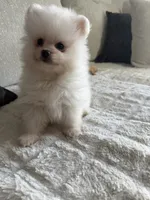 Luki, a male Pomeranian for sale in Hialeah, FL – 1 of 3