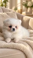 Say, a male Pomeranian for sale in Hialeah, FL – 2 of 3