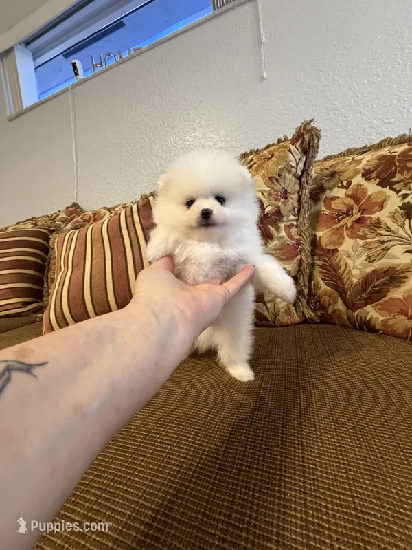 Viví  – Pomeranian puppy for sale in Hialeah, FL