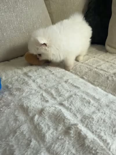 Luki, a male Pomeranian for sale in Hialeah, FL – 3 of 3