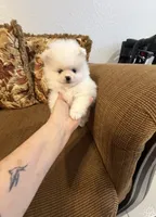 Viví , a female Pomeranian for sale in Hialeah, FL – 2 of 2