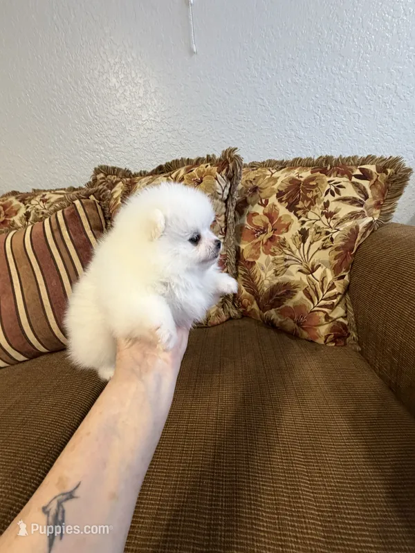 Rocco  – Pomeranian puppy for sale in Hialeah, FL