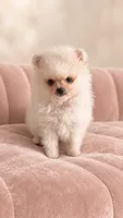 Mary, a female Pomeranian for sale in Hialeah, FL – 3 of 4