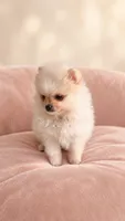Mary, a female Pomeranian for sale in Hialeah, FL – 4 of 4