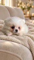 Say, a male Pomeranian for sale in Hialeah, FL – 1 of 3
