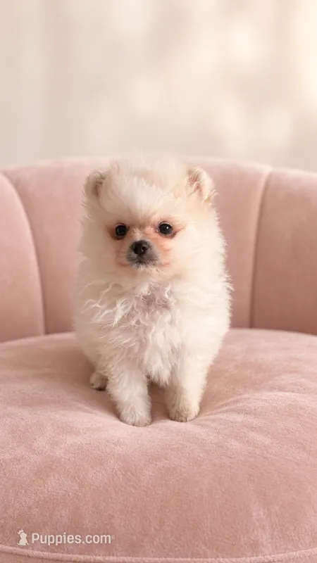 Mary – Pomeranian puppy for sale in Hialeah, FL