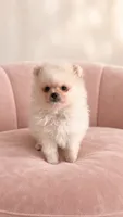 Mary, a female Pomeranian for sale in Hialeah, FL – 1 of 4