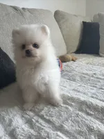 Luki, a male Pomeranian for sale in Hialeah, FL – 2 of 3