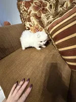 Rocco , a male Pomeranian for sale in Hialeah, FL – 2 of 2