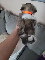 Oreo, a female Shih Tzu for sale in Brockport, NY – Photo 2 of 2