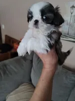 Oreo, a female Shih Tzu for sale in Brockport, NY – Photo 1 of 2