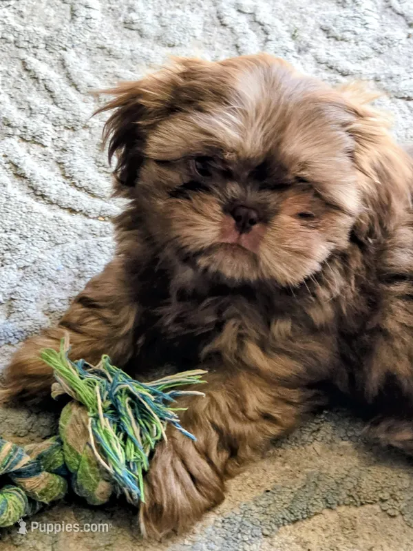 Shih Tsu Puppy – Shih Tzu puppy for sale in Brockport, NY