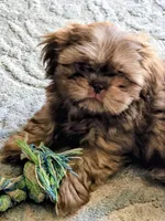 Shih Tsu Puppy, a male Shih Tzu for sale in Brockport, NY – Photo 1 of 3