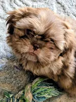 Shih Tsu Puppy, a male Shih Tzu for sale in Brockport, NY – Photo 2 of 3
