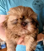 Shih Tsu Puppy, a male Shih Tzu for sale in Brockport, NY – Photo 3 of 3