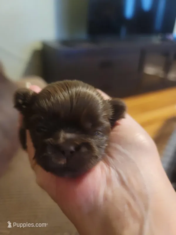 Chocolate Shih Tsu Puppy