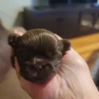 Chocolate Shih Tsu Puppy, a male Shih Tzu for sale in Brockport, NY – Photo 1 of 3
