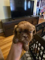 Chocolate Shih Tsu Puppy, a male Shih Tzu for sale in Brockport, NY – Photo 3 of 3