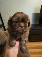 Chocolate Shih Tsu Puppy, a male Shih Tzu for sale in Brockport, NY – Photo 2 of 3