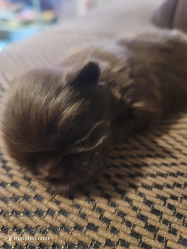 Chocolate Shih Tzu Puppy