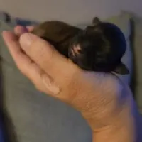 Baby Shih Tzu, a male Shih Tzu for sale in Brockport, NY – Photo 7 of 8