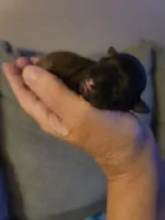 Baby Shih Tzu, a male Shih Tzu for sale in Brockport, NY – Photo 7 of 8