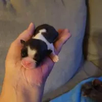 Baby Shih Tzu, a male Shih Tzu for sale in Brockport, NY – Photo 5 of 8