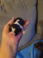 Baby Shih Tzu, a male Shih Tzu for sale in Brockport, NY – Photo 5 of 8