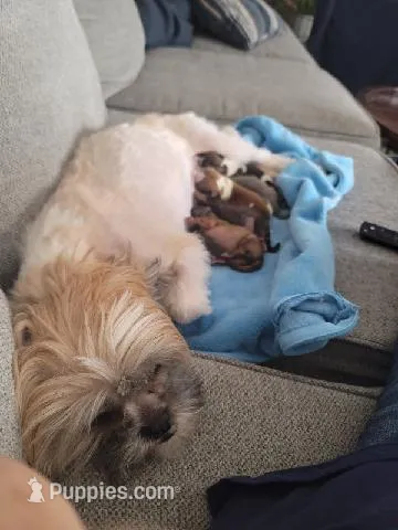 Baby Shih Tzu