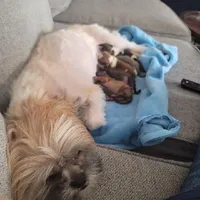 Baby Shih Tzu, a male Shih Tzu for sale in Brockport, NY – Photo 1 of 8