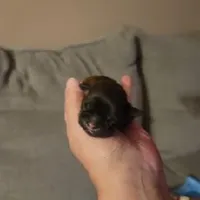 Baby Shih Tzu, a male Shih Tzu for sale in Brockport, NY – Photo 8 of 8