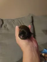 Baby Shih Tzu, a male Shih Tzu for sale in Brockport, NY – Photo 8 of 8