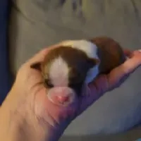 Baby Shih Tzu, a male Shih Tzu for sale in Brockport, NY – Photo 2 of 8