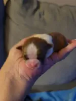 Baby Shih Tzu, a male Shih Tzu for sale in Brockport, NY – Photo 2 of 8