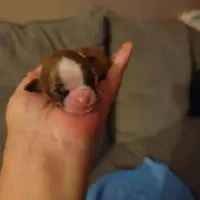 Baby Shih Tzu, a male Shih Tzu for sale in Brockport, NY – Photo 3 of 8