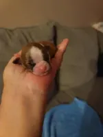 Baby Shih Tzu, a male Shih Tzu for sale in Brockport, NY – Photo 3 of 8