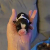 Baby Shih Tzu, a male Shih Tzu for sale in Brockport, NY – Photo 6 of 8