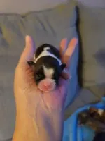 Baby Shih Tzu, a male Shih Tzu for sale in Brockport, NY – Photo 6 of 8