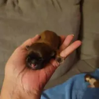 Baby Shih Tzu, a male Shih Tzu for sale in Brockport, NY – Photo 4 of 8