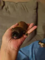 Baby Shih Tzu, a male Shih Tzu for sale in Brockport, NY – Photo 4 of 8