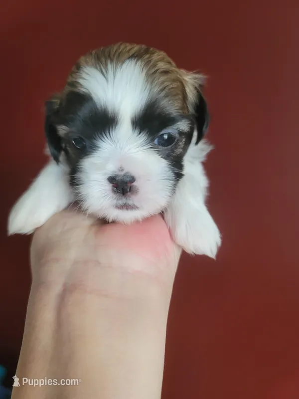 Shih Tzu Puppy