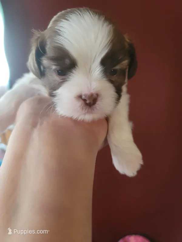 Shih Tzu Puppy