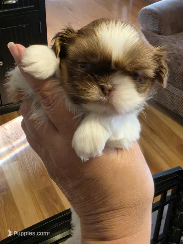 Shih Tzu Puppy – Shih Tzu puppy for sale in Brockport, NY