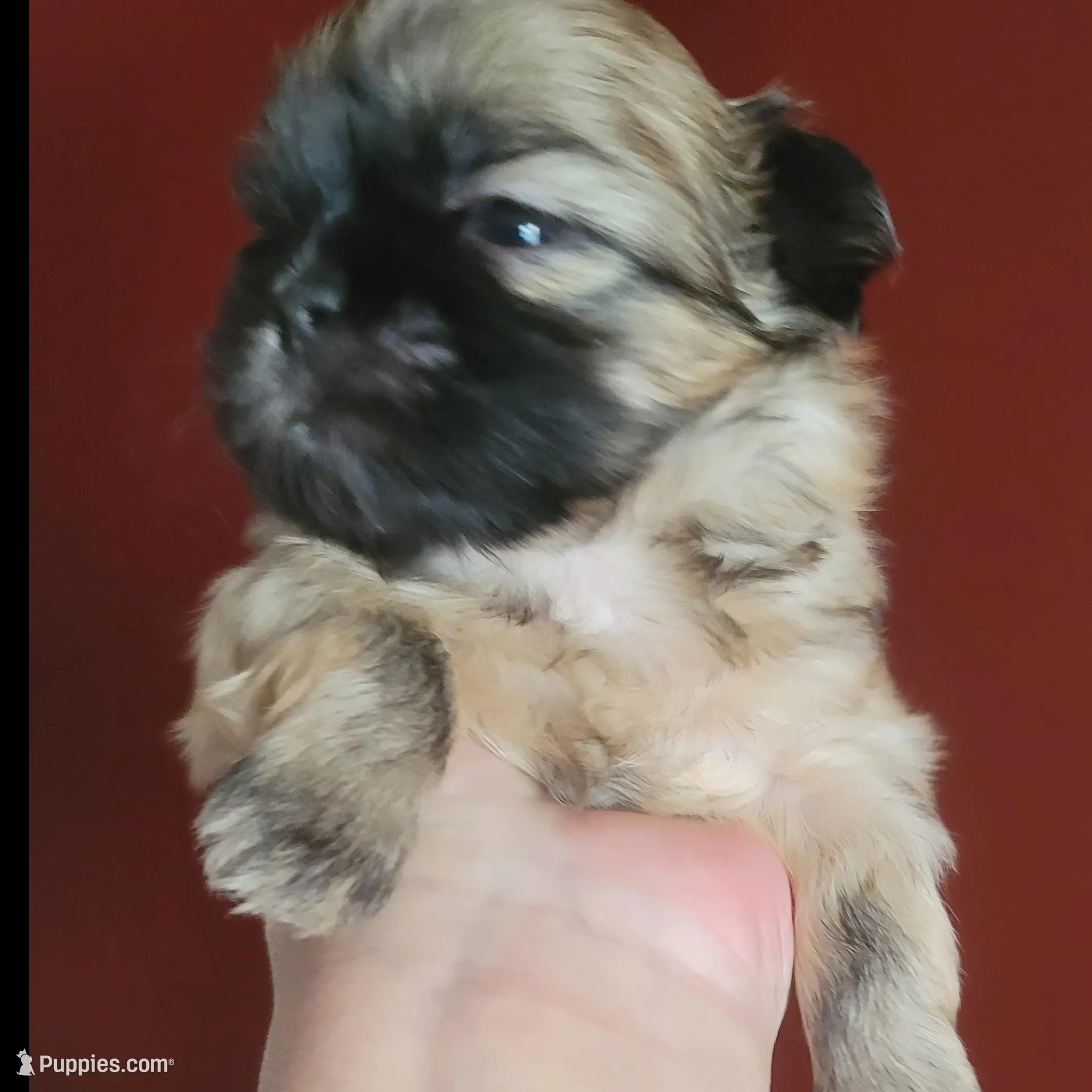 Shih Tzu Puppy, a male Shih Tzu for sale in Brockport, NY – Photo 1 of 1