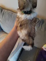 Monk, a male Shih Tzu for sale in Brockport, NY – Photo 2 of 2