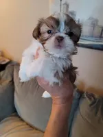 Monk, a male Shih Tzu for sale in Brockport, NY – Photo 1 of 2