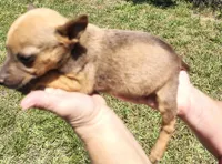 Petey, a male Rat Terrier for sale in Gold Hill, NC – Photo 3 of 4