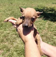 Petey, a male Rat Terrier for sale in Gold Hill, NC – Photo 4 of 4