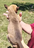 Petey, a male Rat Terrier for sale in Gold Hill, NC – Photo 2 of 4