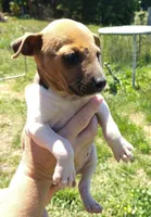 Big boy, a male Rat Terrier for sale in Gold Hill, NC – Photo 4 of 4